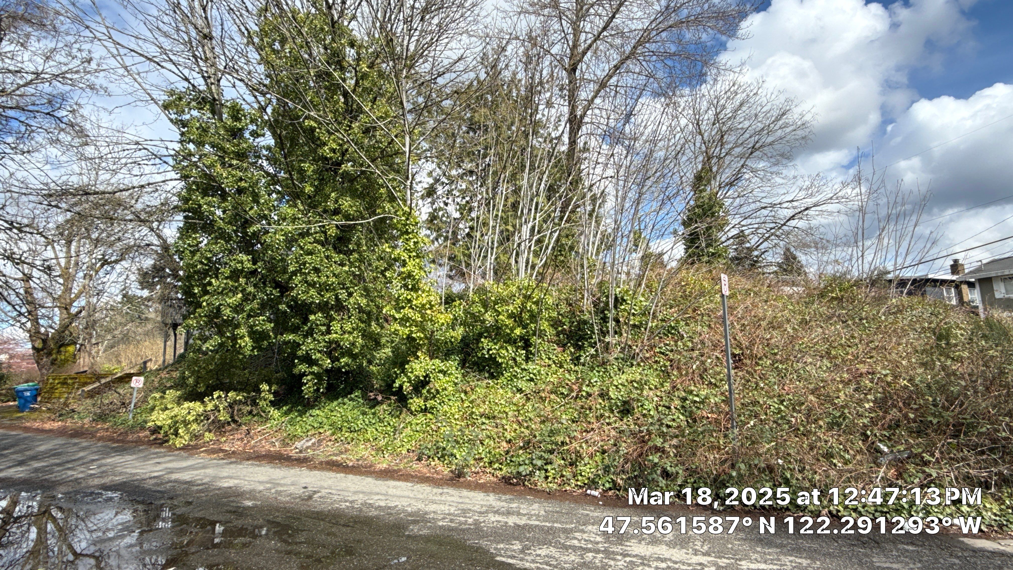 ✅ Seattle Tree Clearance & Invasive Species Removal by Sound Tree Care LLC