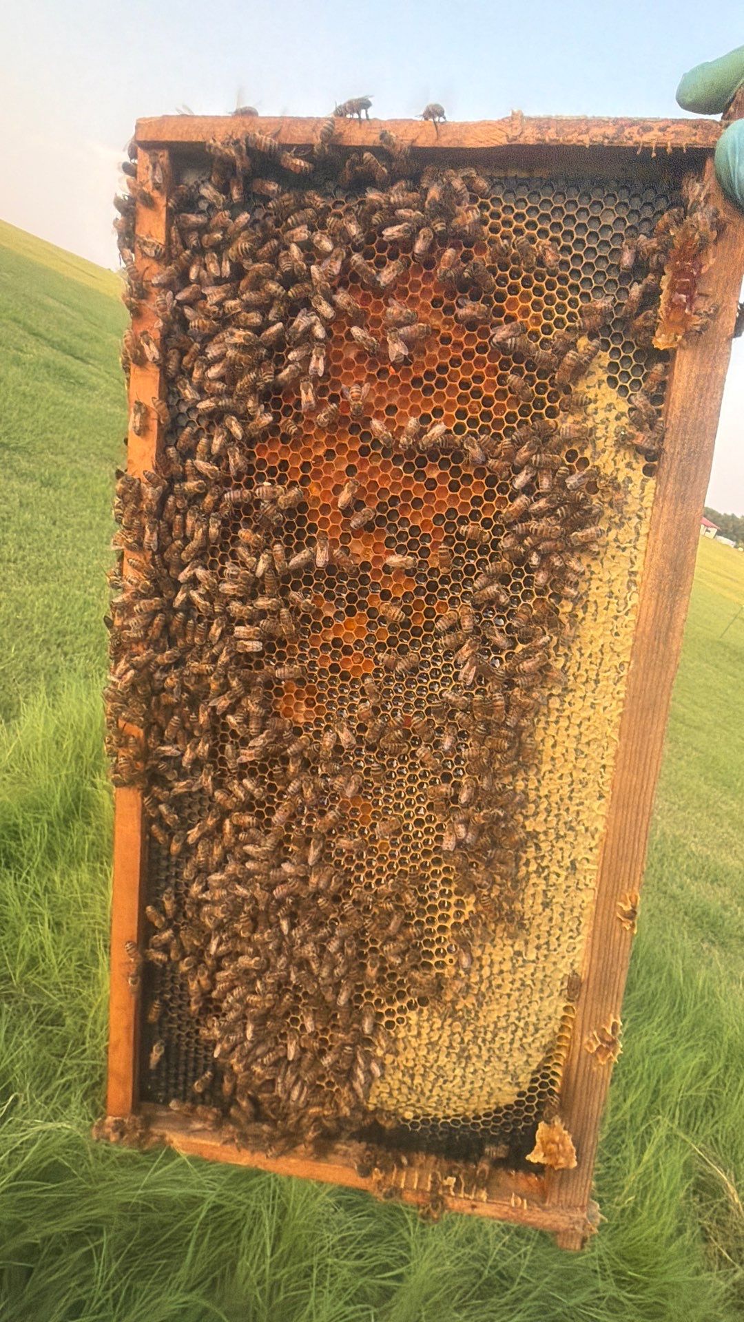 Double Family Property in Heath for Ag. Exemption by Rockwall Honey Bee Company