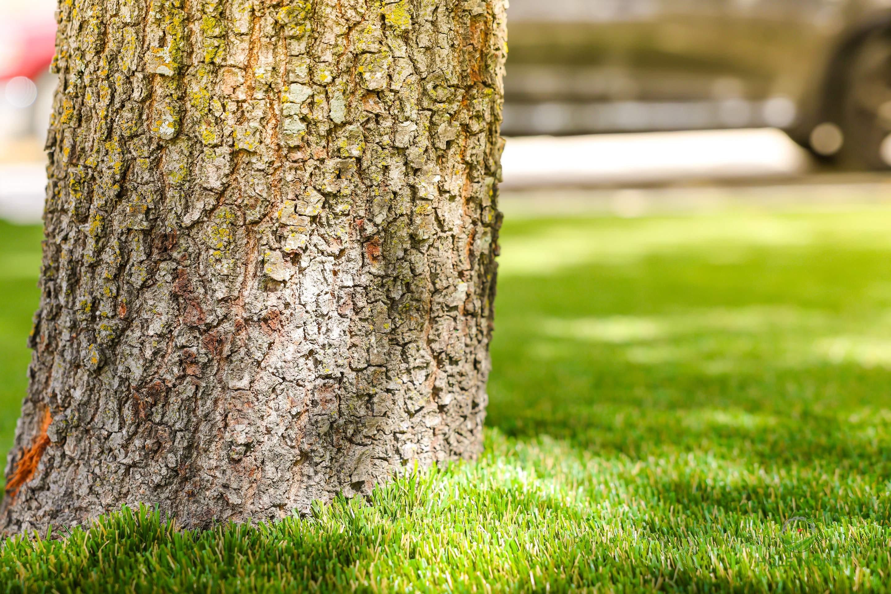 Wortham Oaks, San Antonio Tx. by Hole In One Lawns, LLC