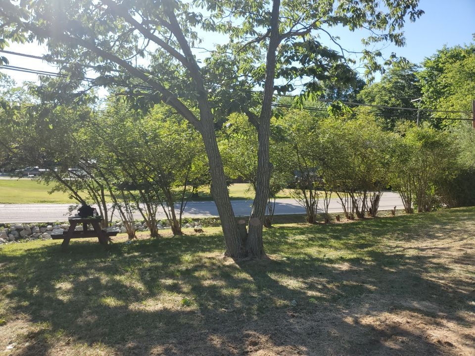 Tree Removal using Tree Removal by Mike Jones & Sons Tree Service LLC 