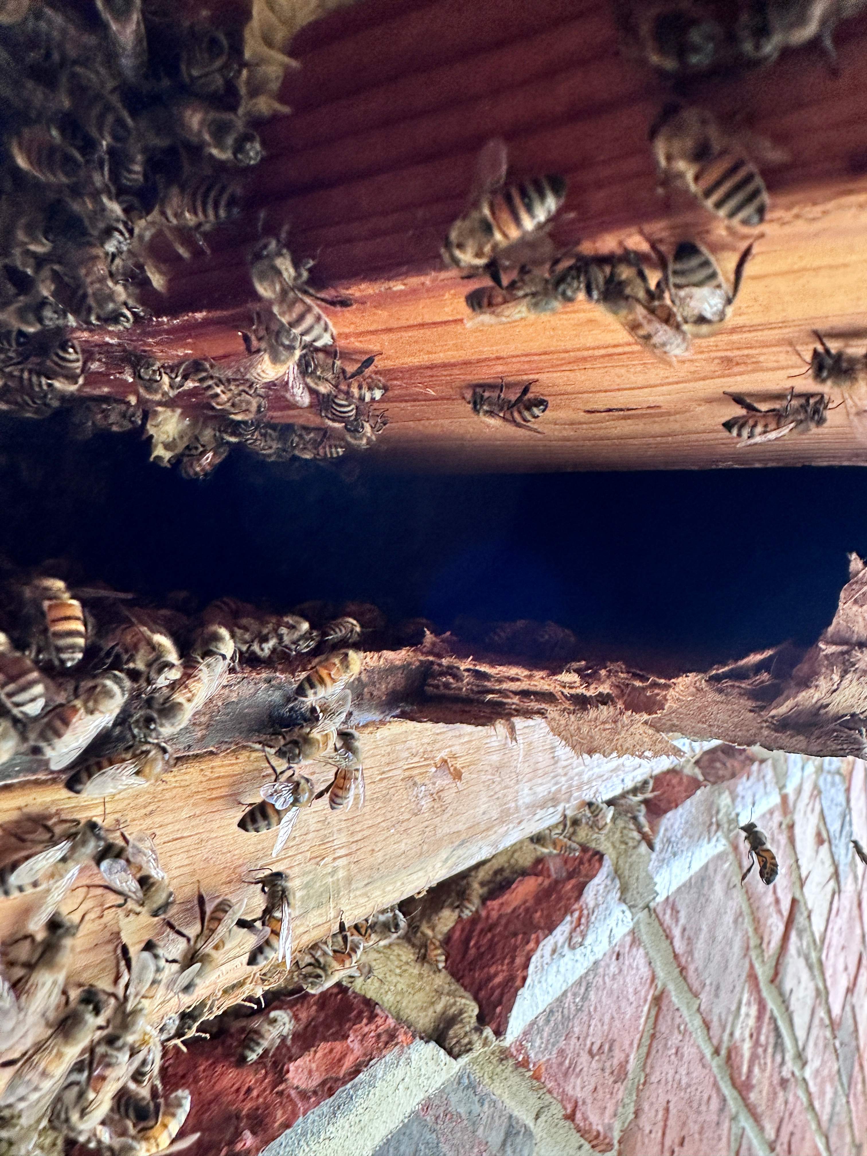 Elevated by Rockwall Honey Bee Company