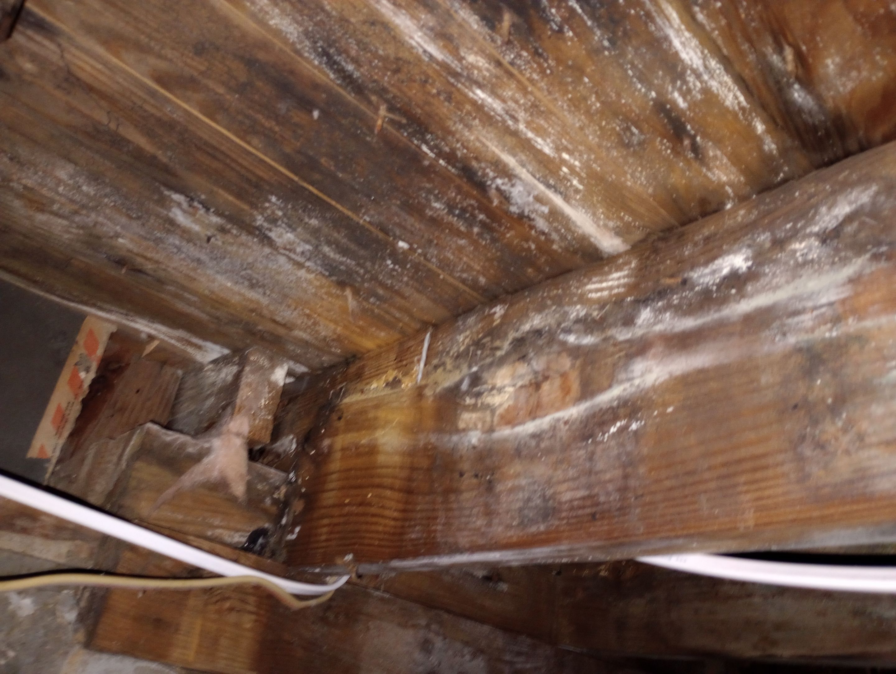 Mold Remediation Estimate in Crawlspace by ANR Restoration
