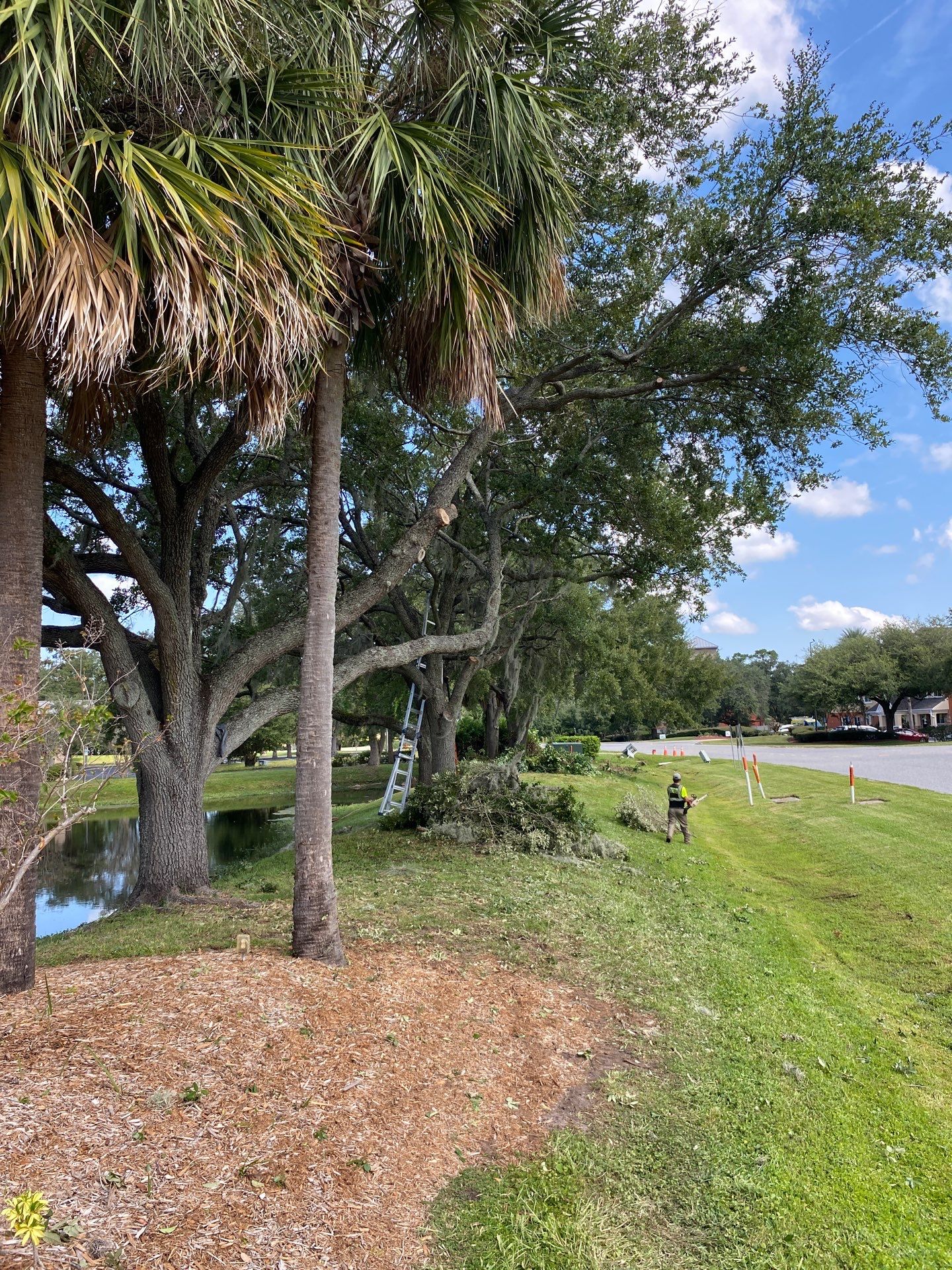 Tree & Shrub Removal | Marriott Hotel by ProGreen Services