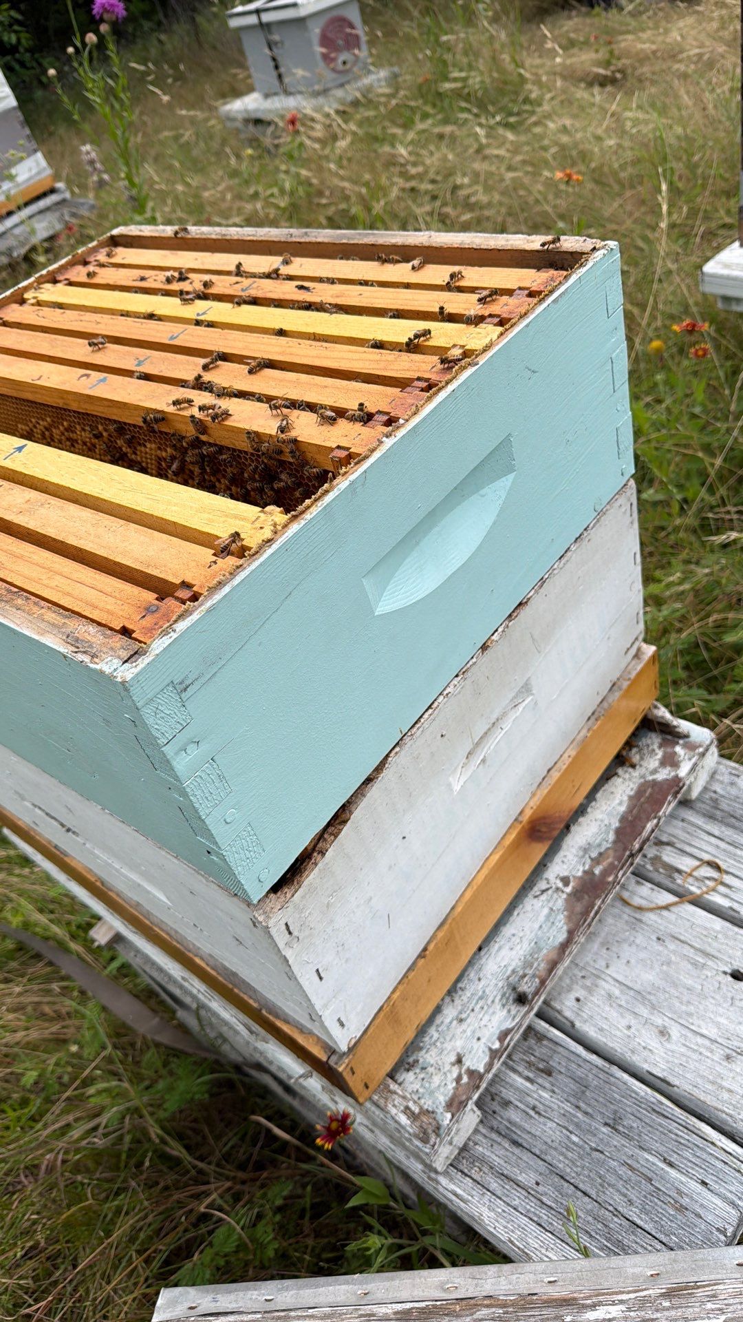 Bees for Ag. Exemption in Heath by Rockwall Honey Bee Company