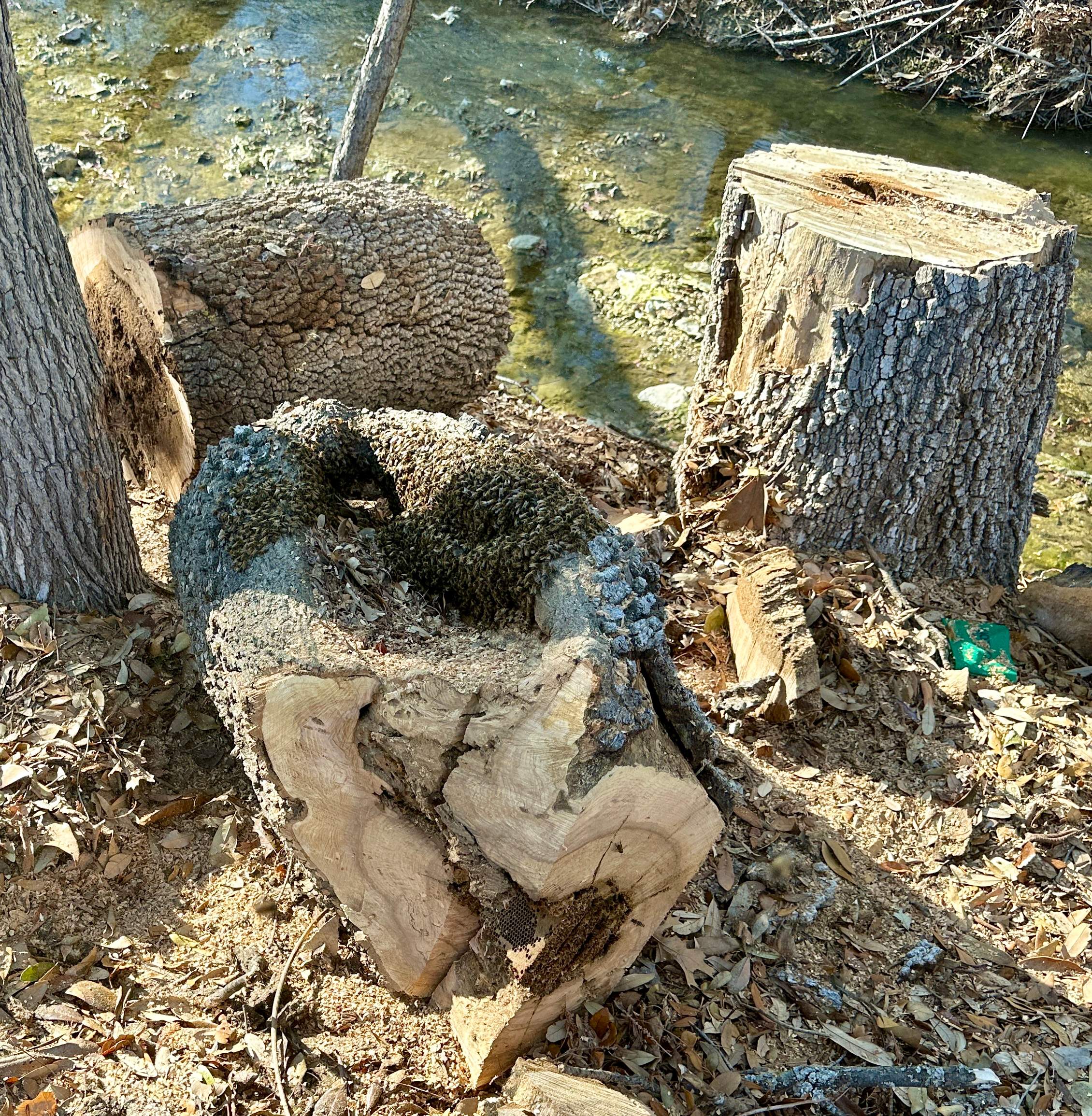 Fallen Tree by Rockwall Honey Bee Company