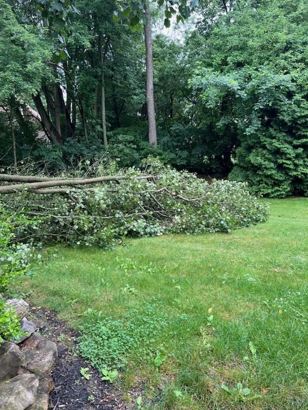 Tree Removal using Tree Removal by Mike Jones & Sons Tree Service LLC 