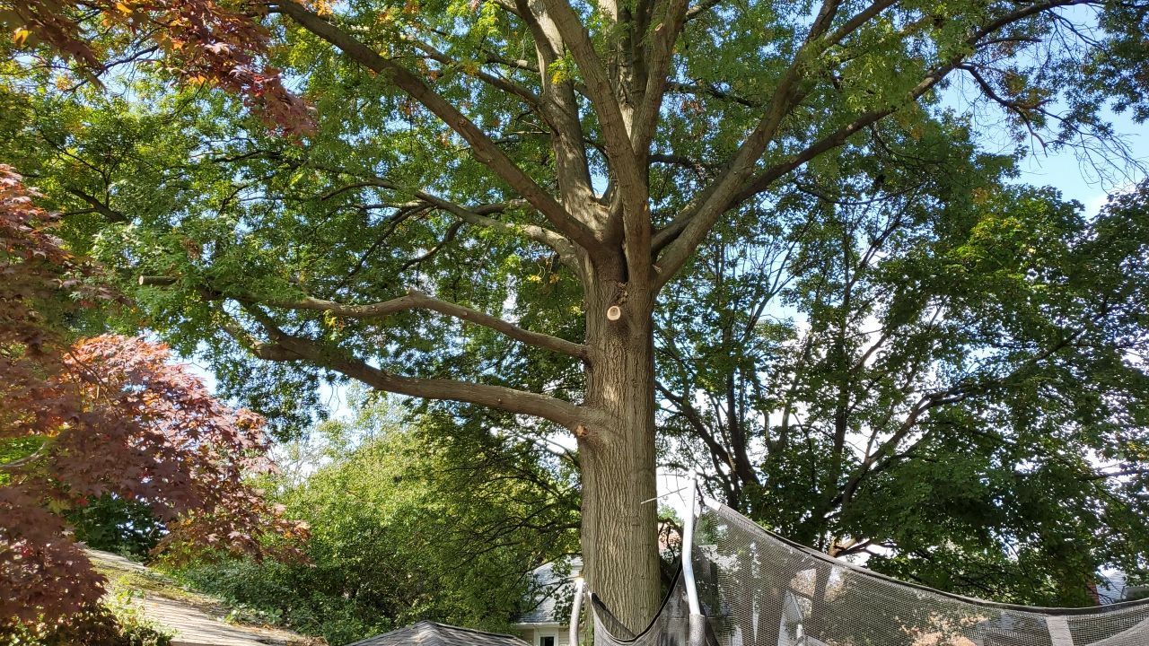 Tree Trimming using Tree Pruing by Mike Jones & Sons Tree Service LLC 