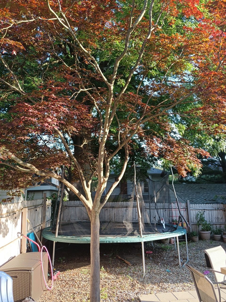 Tree Trimming using Tree Pruing by Mike Jones & Sons Tree Service LLC 