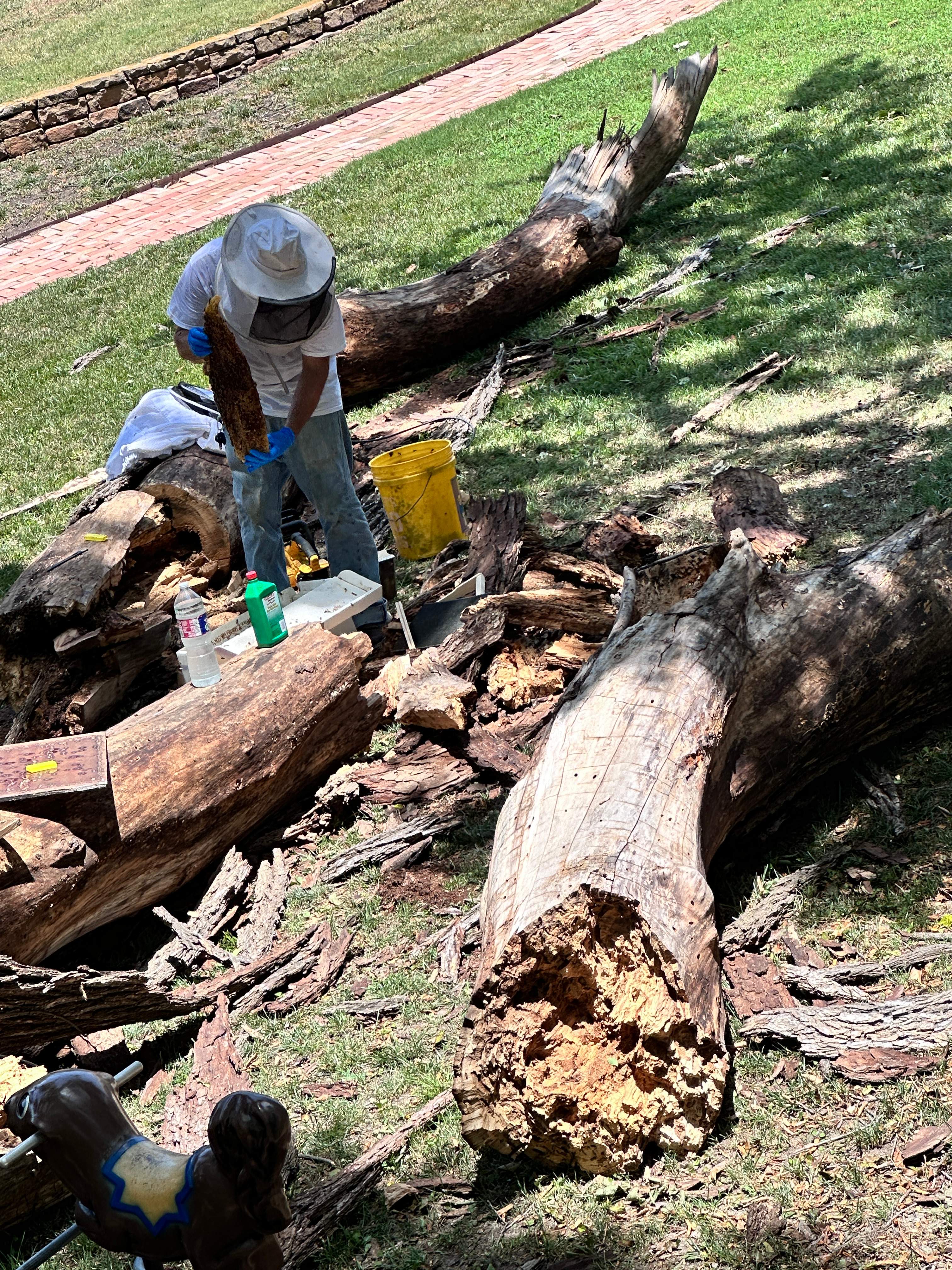 Two More Trees, One More Yard by Rockwall Honey Bee Company