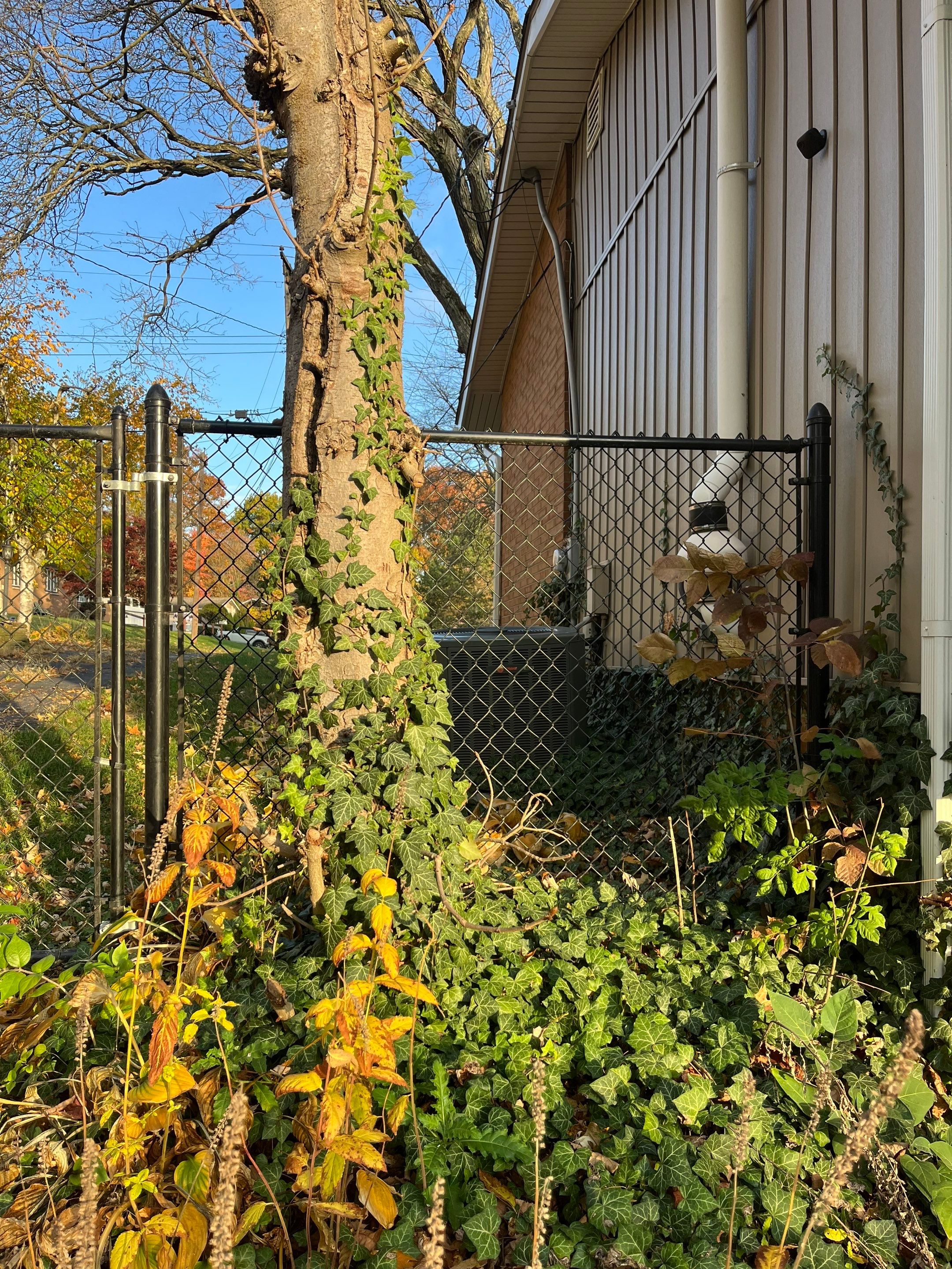 Tree Removal using Tree Removal by Mike Jones & Sons Tree Service LLC 