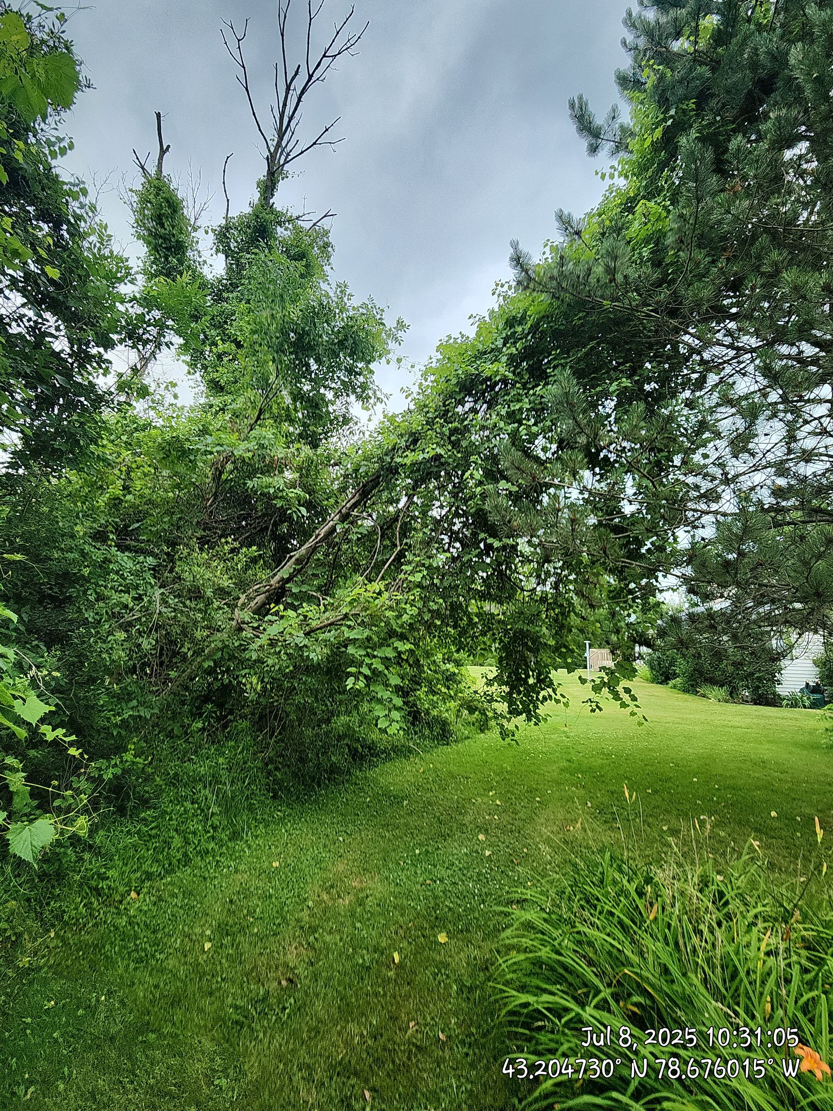 Emergency: Dead Ash  by Treeman Tom LLC