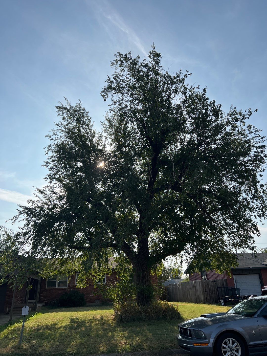 Tree Trimming by Clays Services Inc