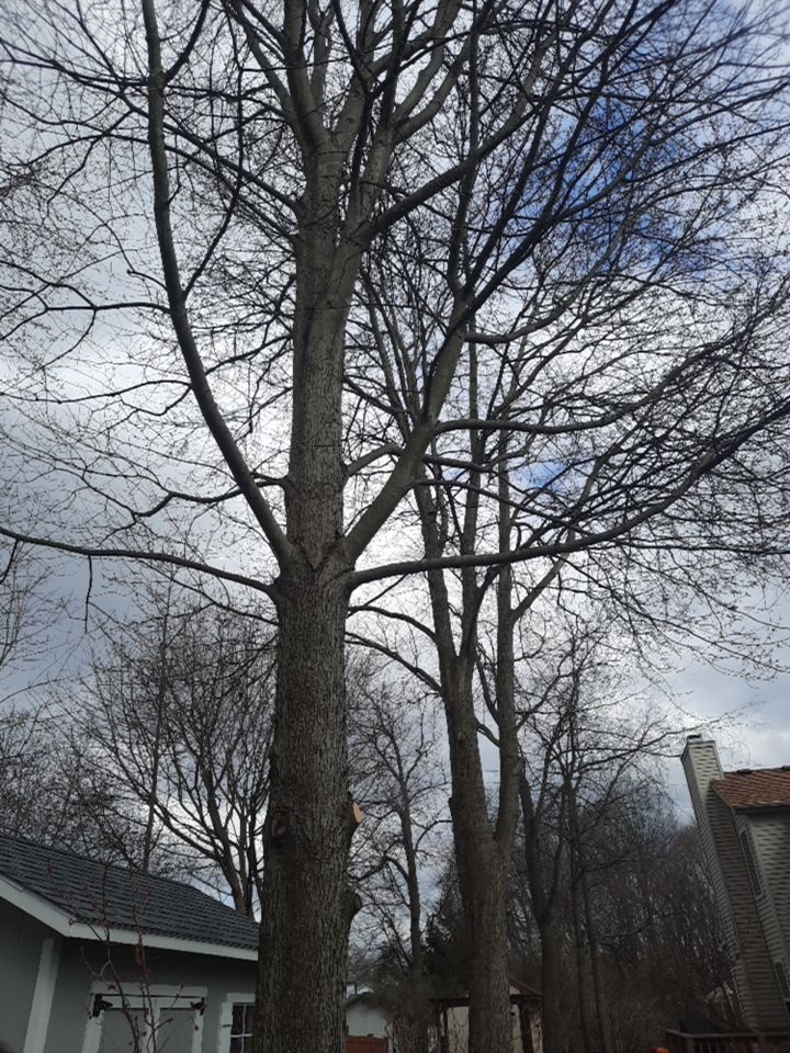 Tree Removal using Tree Removal by Mike Jones & Sons Tree Service LLC 