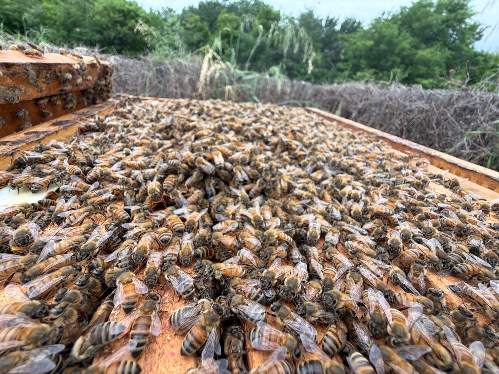 Bees at the Bank! by Rockwall Honey Bee Company