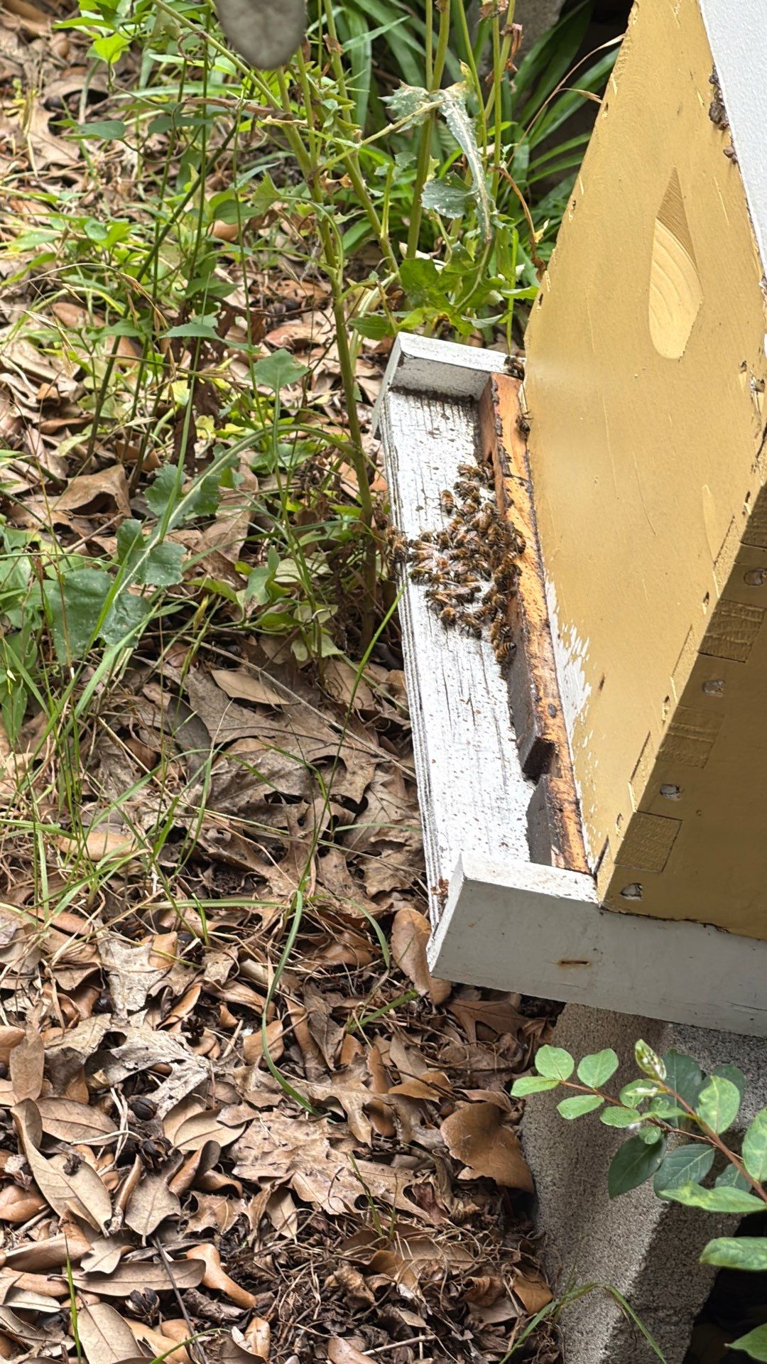 Beekeeping Family Time by Rockwall Honey Bee Company