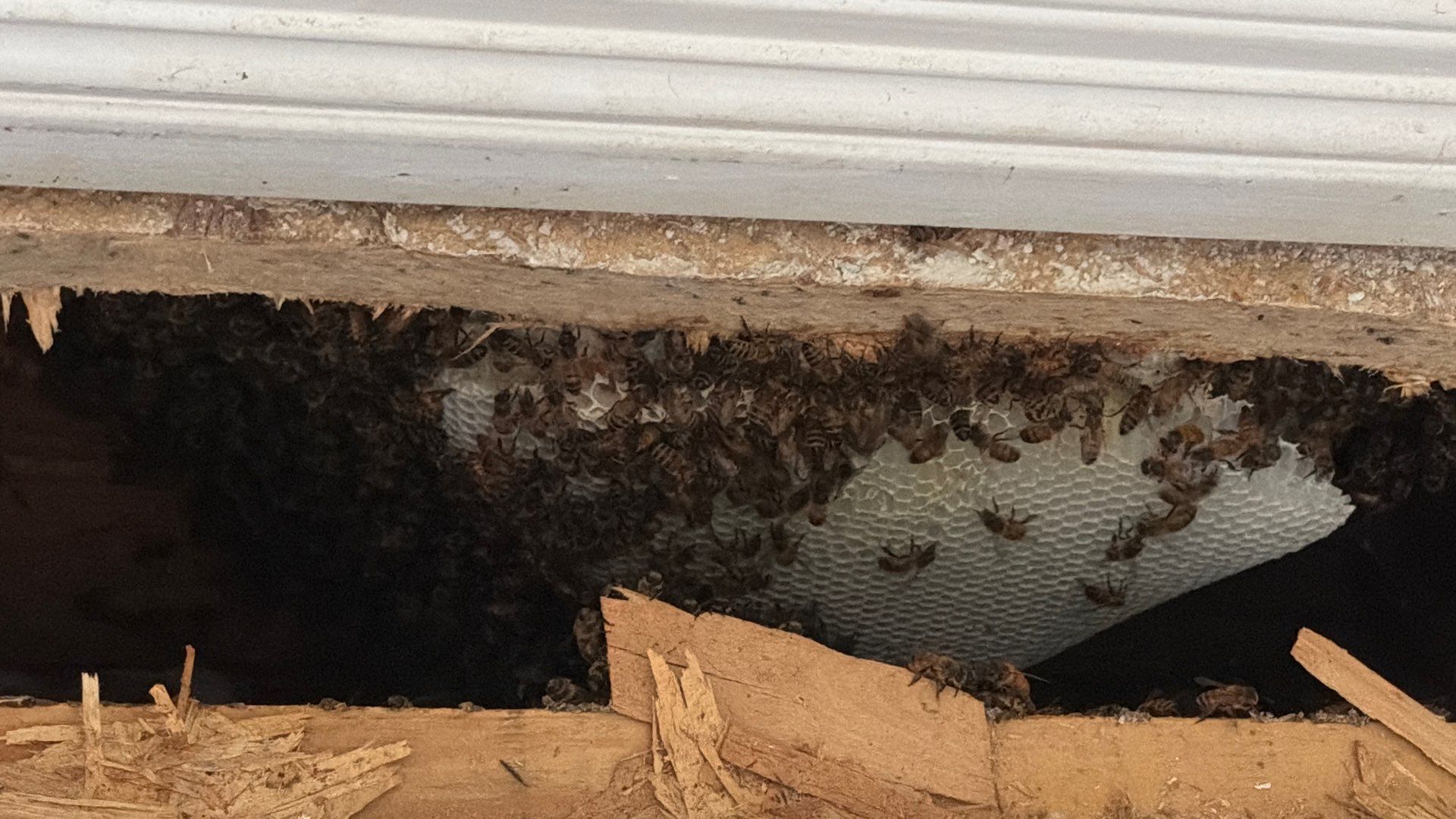 Same Room, Different Cavity, New Colony by Rockwall Honey Bee Company