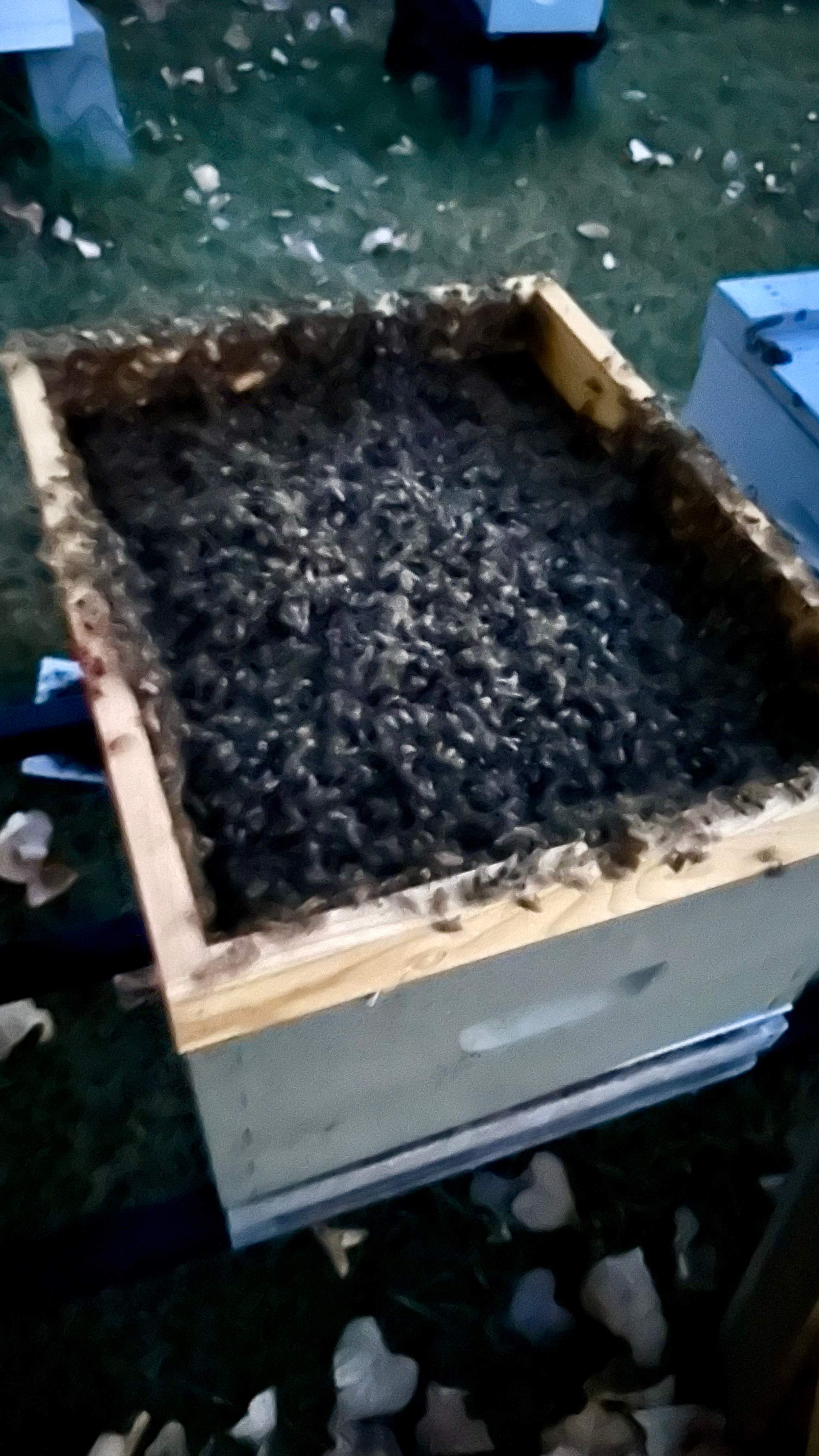 City Tree Company  by Rockwall Honey Bee Company