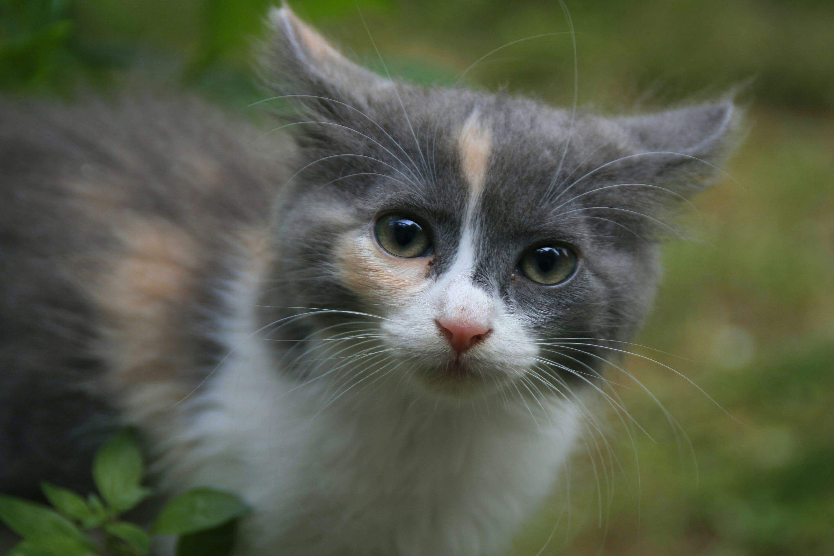 Kittens! by CompanyCam
