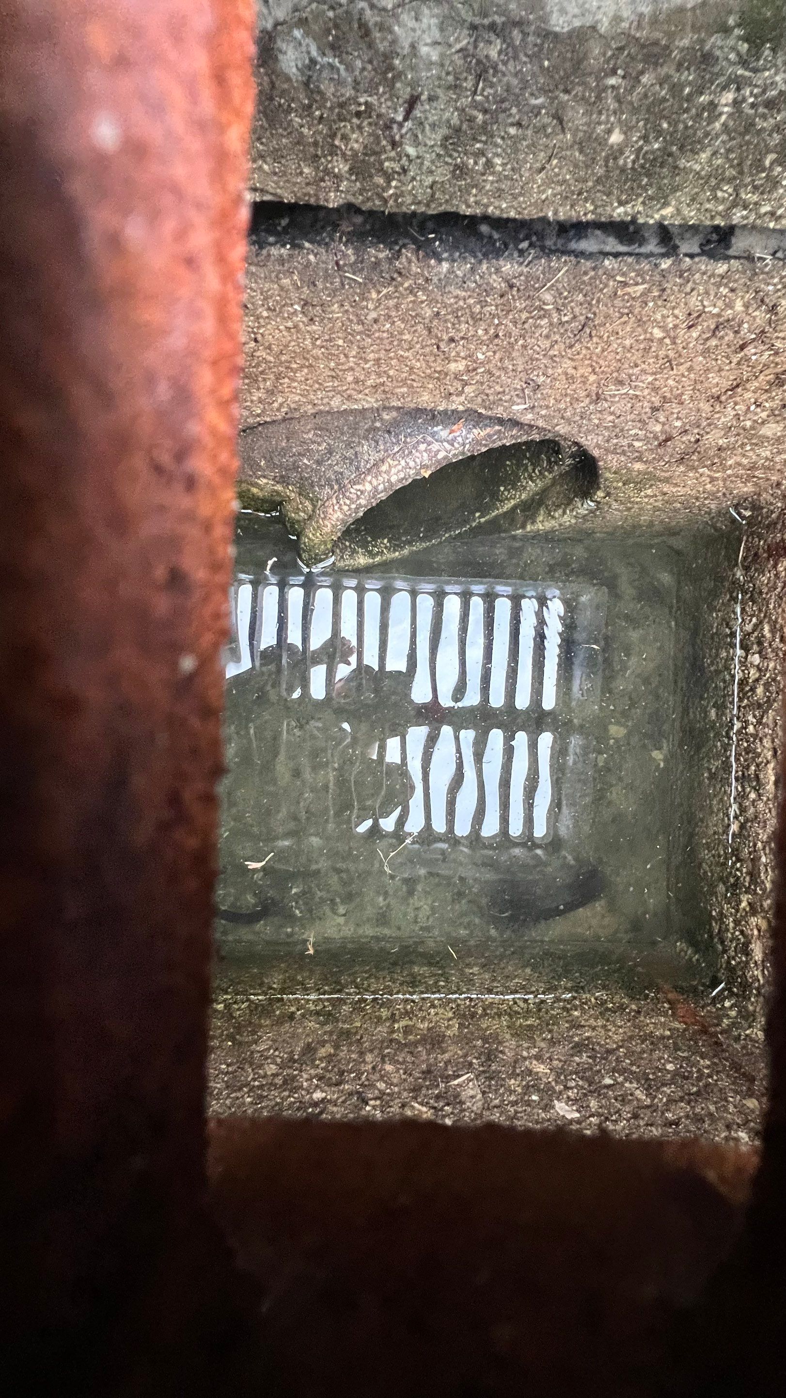 Stromwater System Maintenance at Bill Smith Appliances / Critter Cafe Marco Island Catch Basin by Don Mar, Inc. Storm Water Solutions