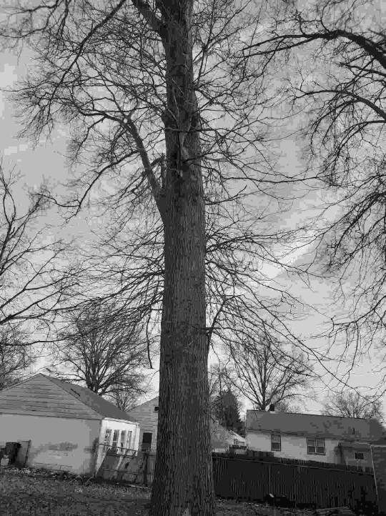 Tree Trimming using Tree Pruing by Mike Jones & Sons Tree Service LLC 