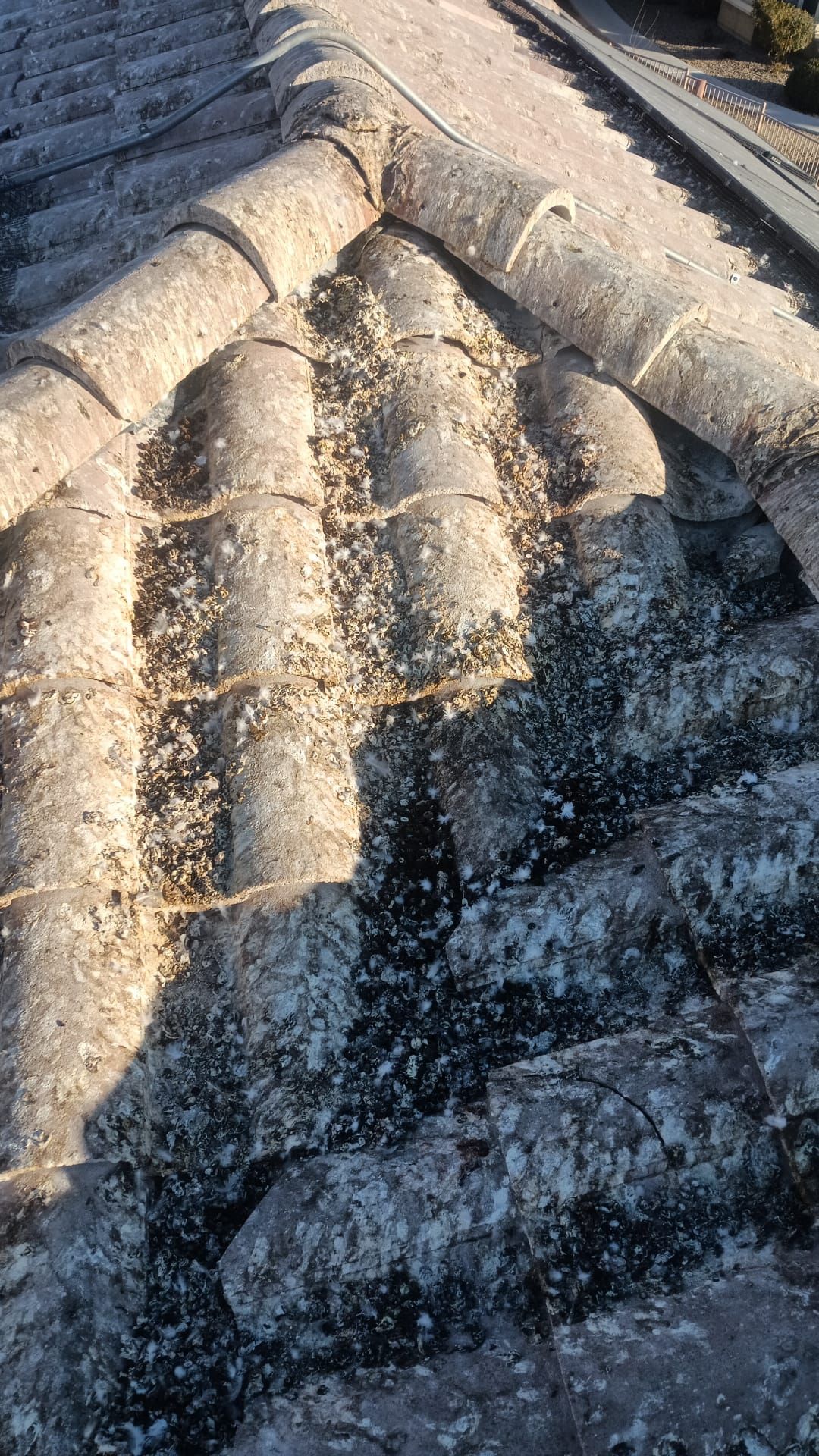 Excessive pigeon problem  by Solar Honest Cleaning 