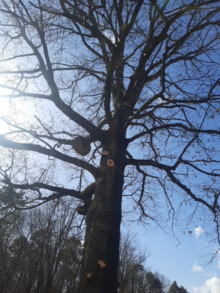Tree Trimming using Tree Pruing by Mike Jones & Sons Tree Service LLC 