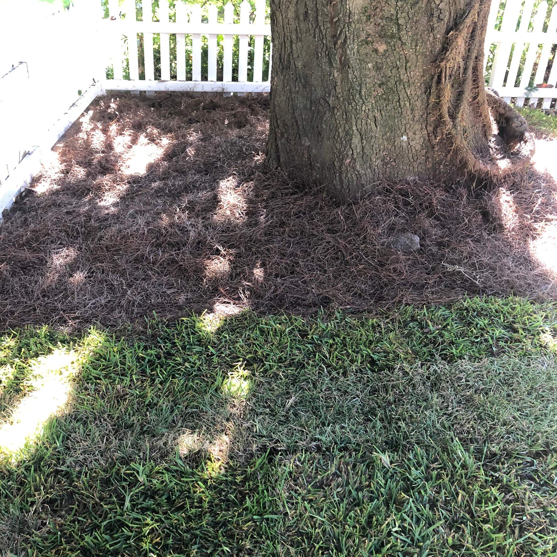 Extreme Clean Up - Landscape Install | Residential by ProGreen Services