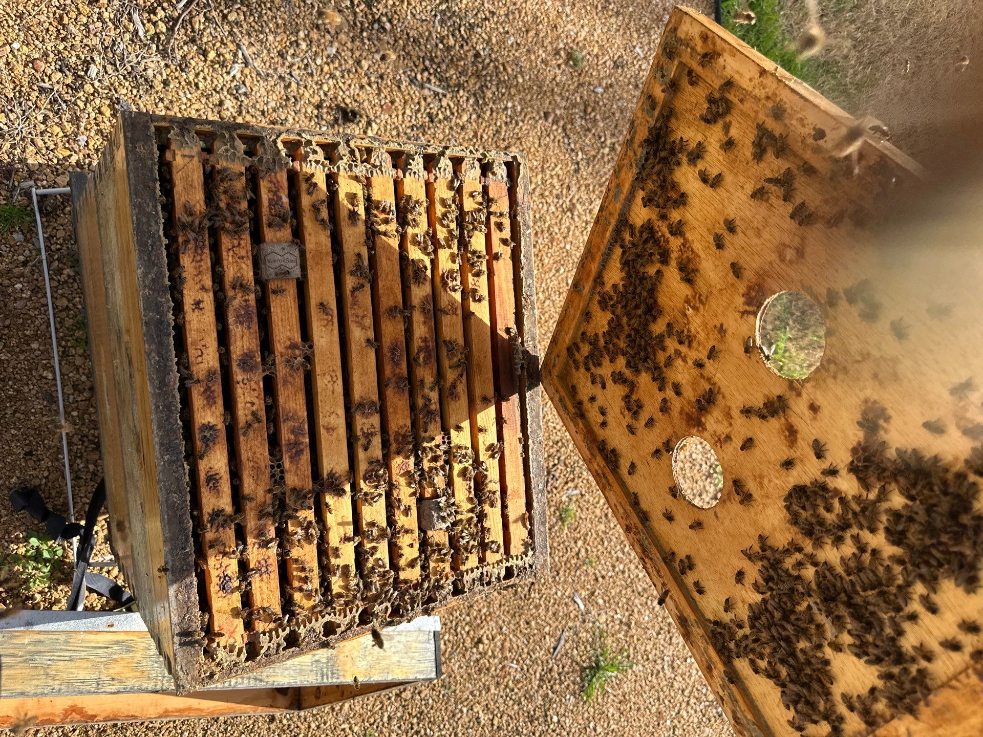 Richdardson Corporate Bees by Rockwall Honey Bee Company