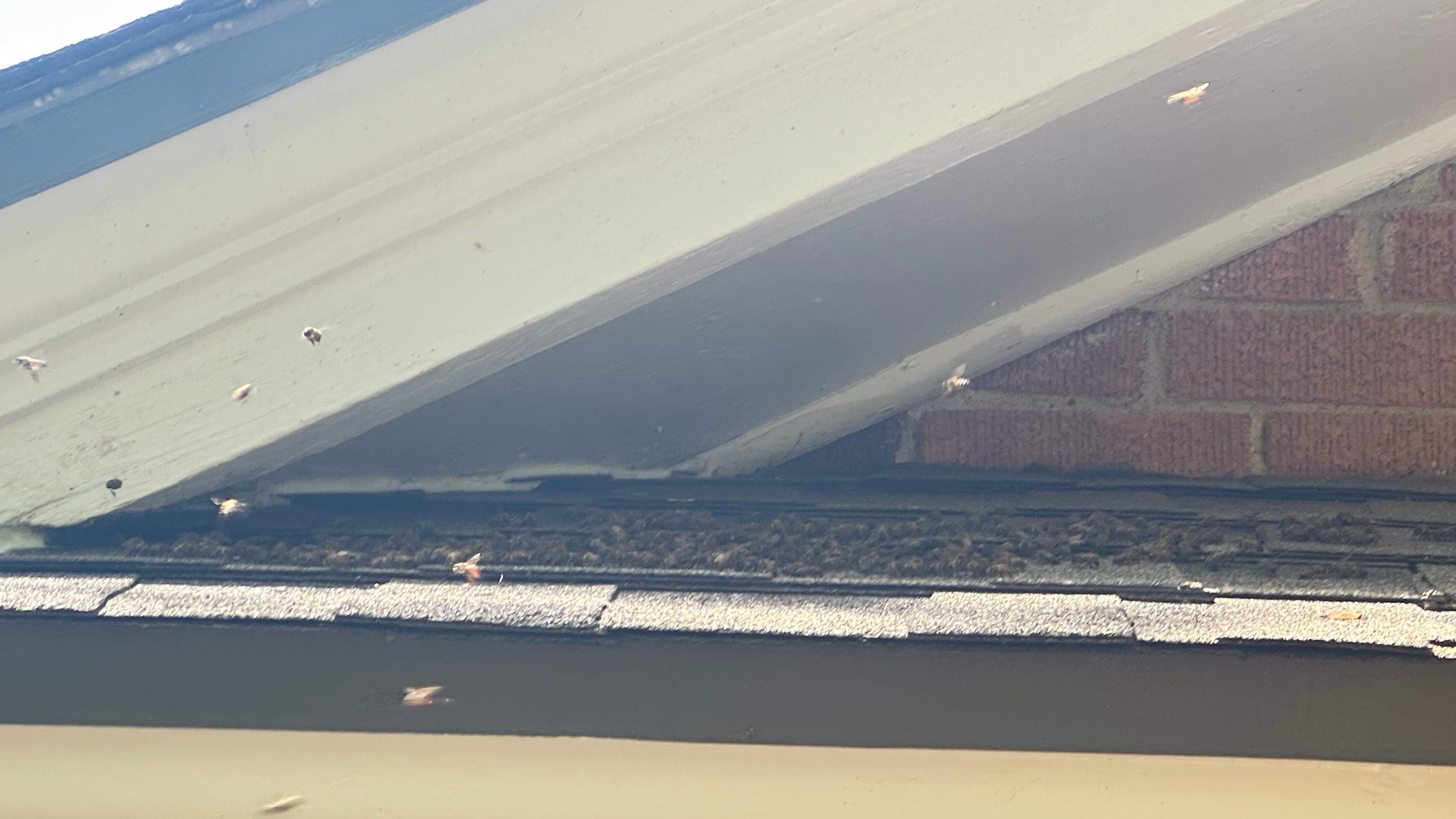 Long-term Residents by Rockwall Honey Bee Company