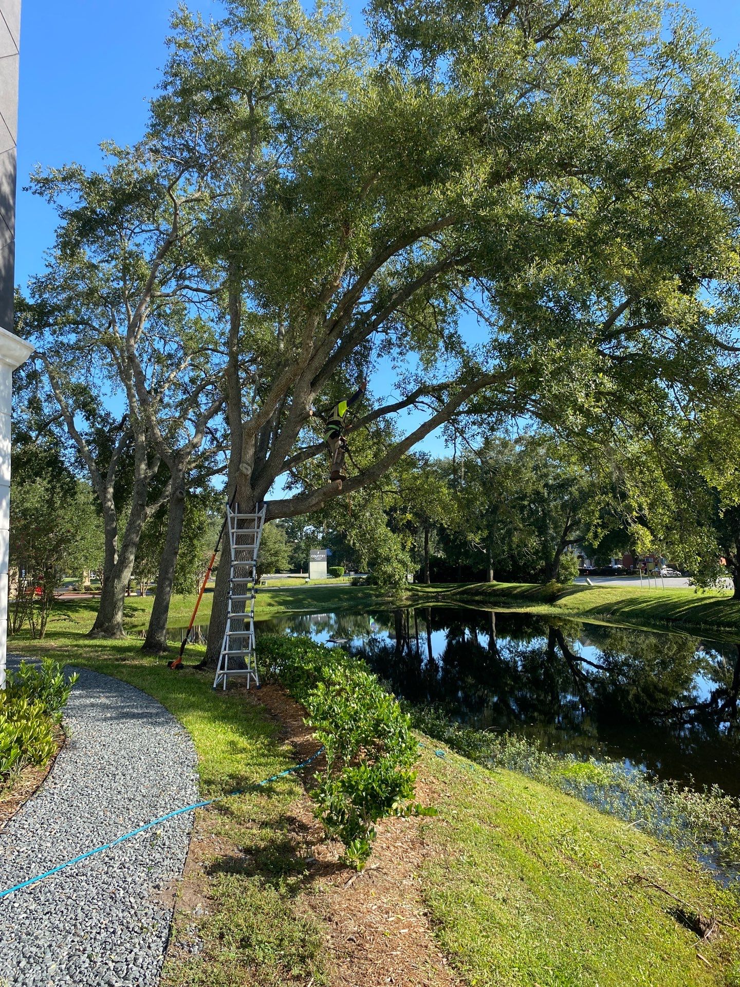 Tree & Shrub Removal | Marriott Hotel by ProGreen Services