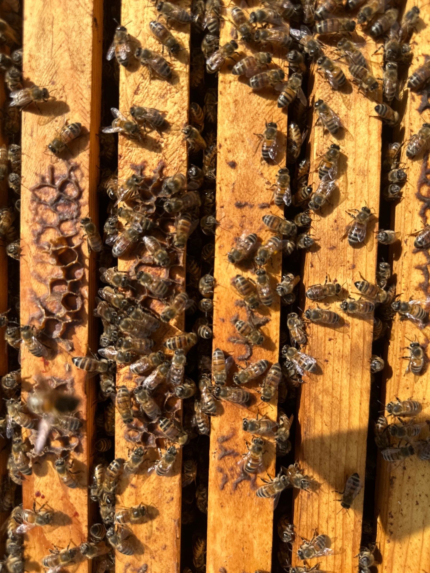 Urban Bees in Richardson by Rockwall Honey Bee Company