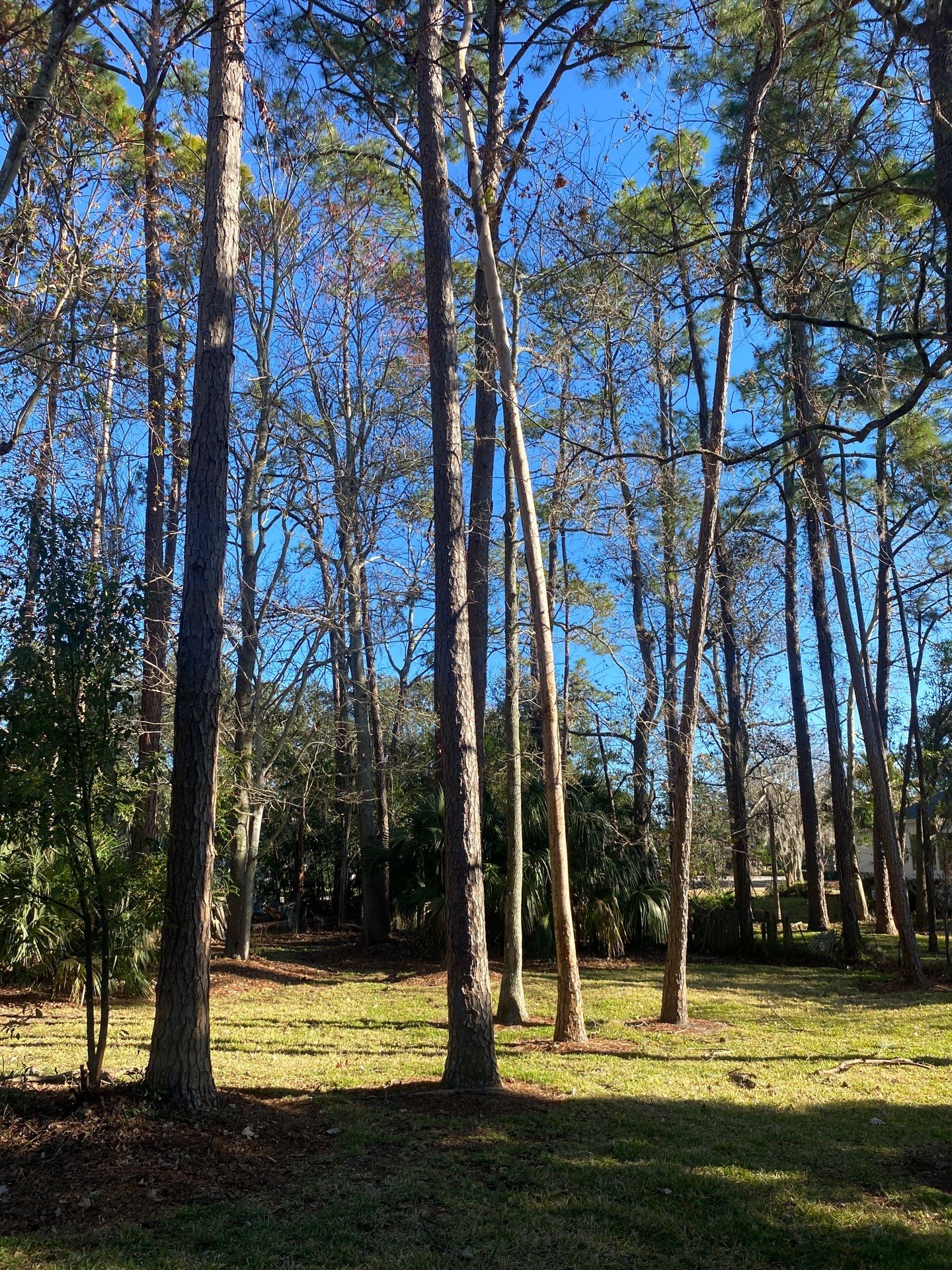 Deerwood Resident | Tree Removal & Clean-Up by ProGreen Services