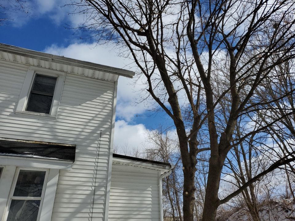 Tree Trimming using Tree Pruing by Mike Jones & Sons Tree Service LLC 