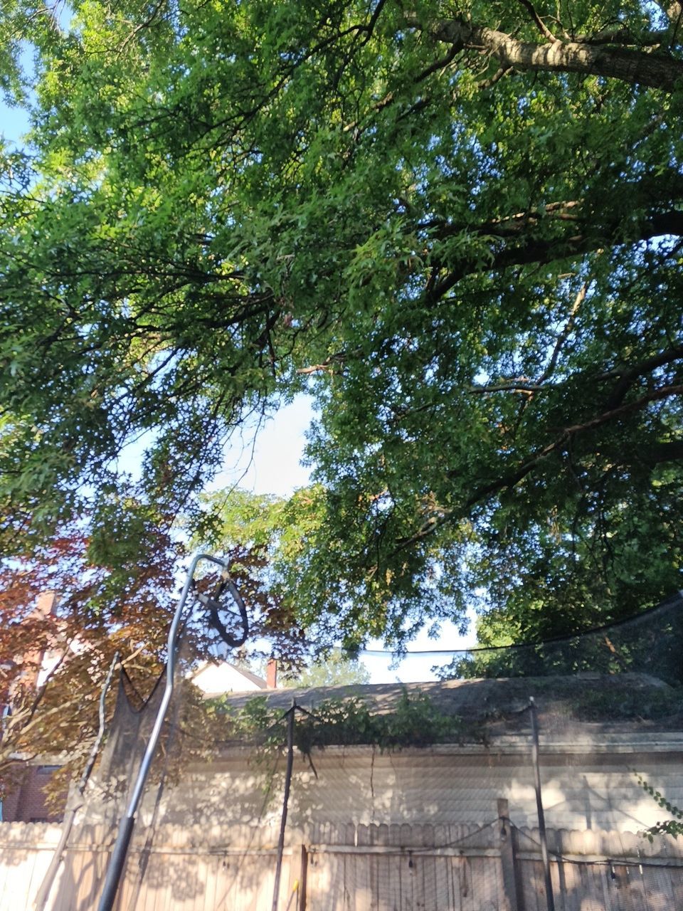 Tree Trimming using Tree Pruing by Mike Jones & Sons Tree Service LLC 
