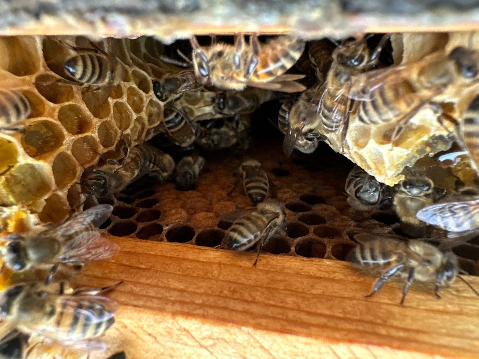 Richdardson Corporate Bees by Rockwall Honey Bee Company