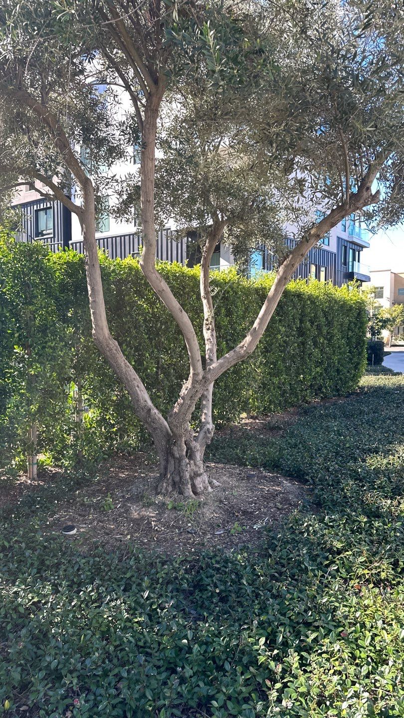 Newport HOA Holiday Lighting by Property Cleaning Experts