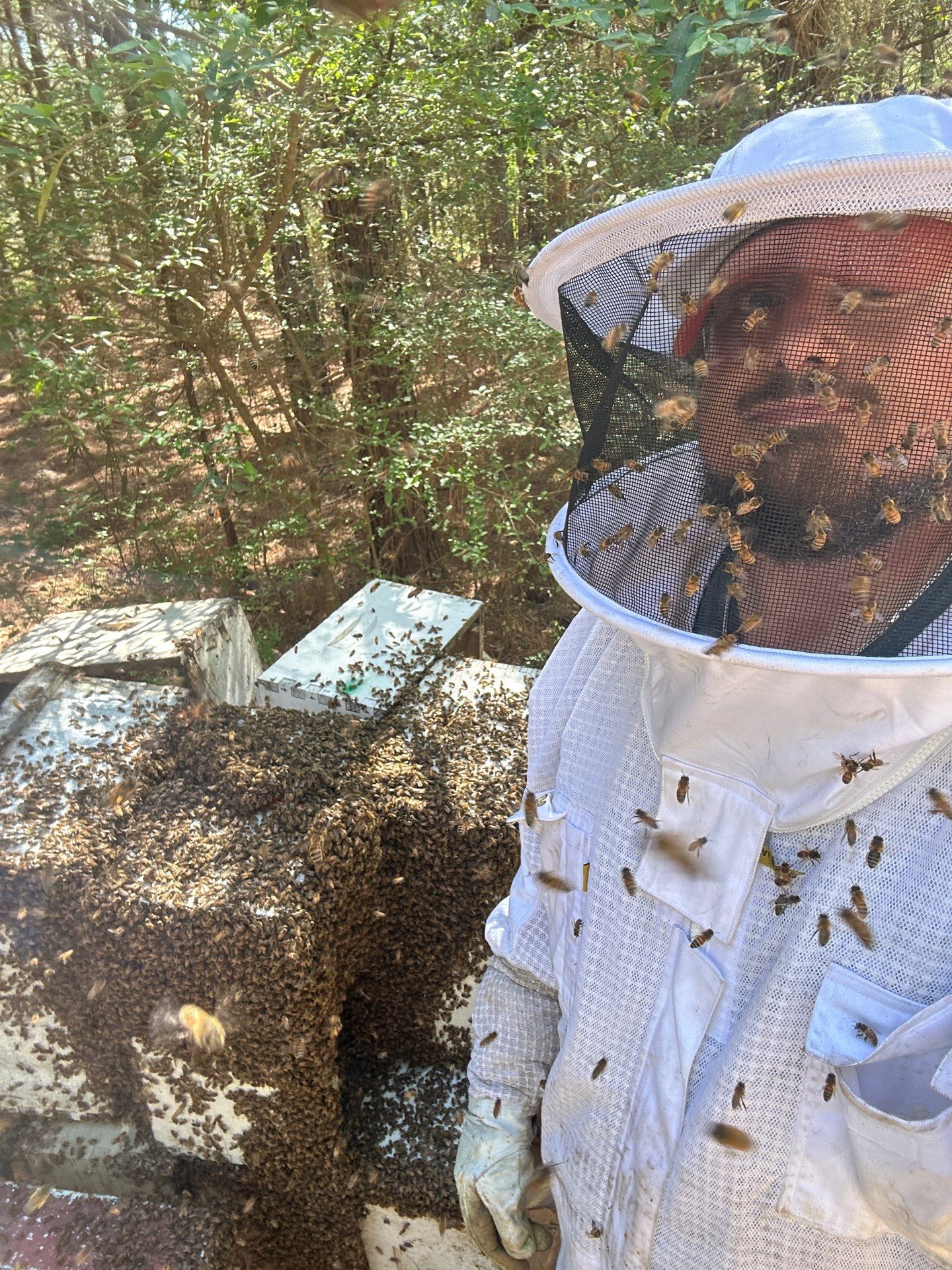 Tree Farm Apiary by Rockwall Honey Bee Company