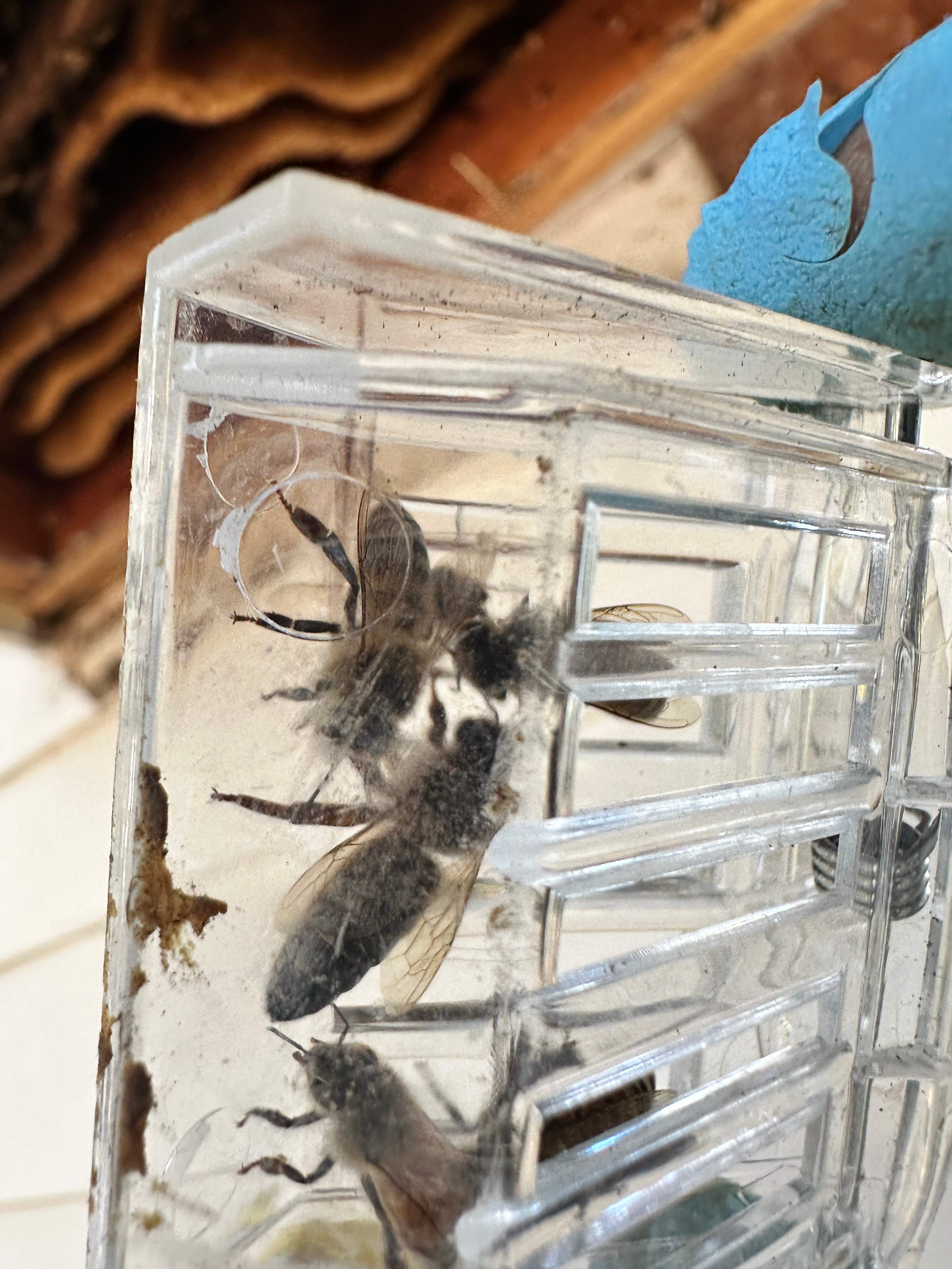 Last of 2025 by Rockwall Honey Bee Company