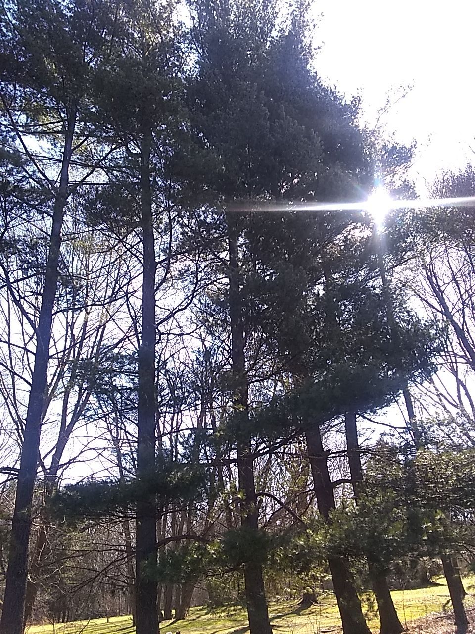 Tree Removal using Tree Removal by Mike Jones & Sons Tree Service LLC 