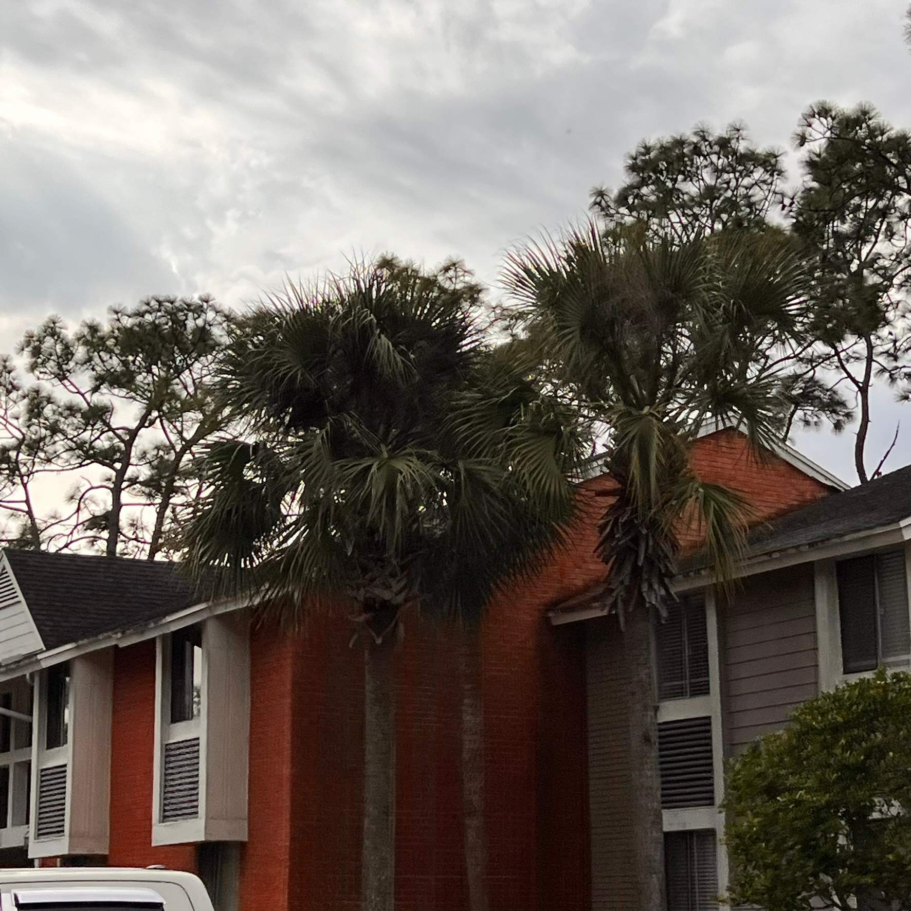 Tree Trimming | Preserve at San Jose by ProGreen Services