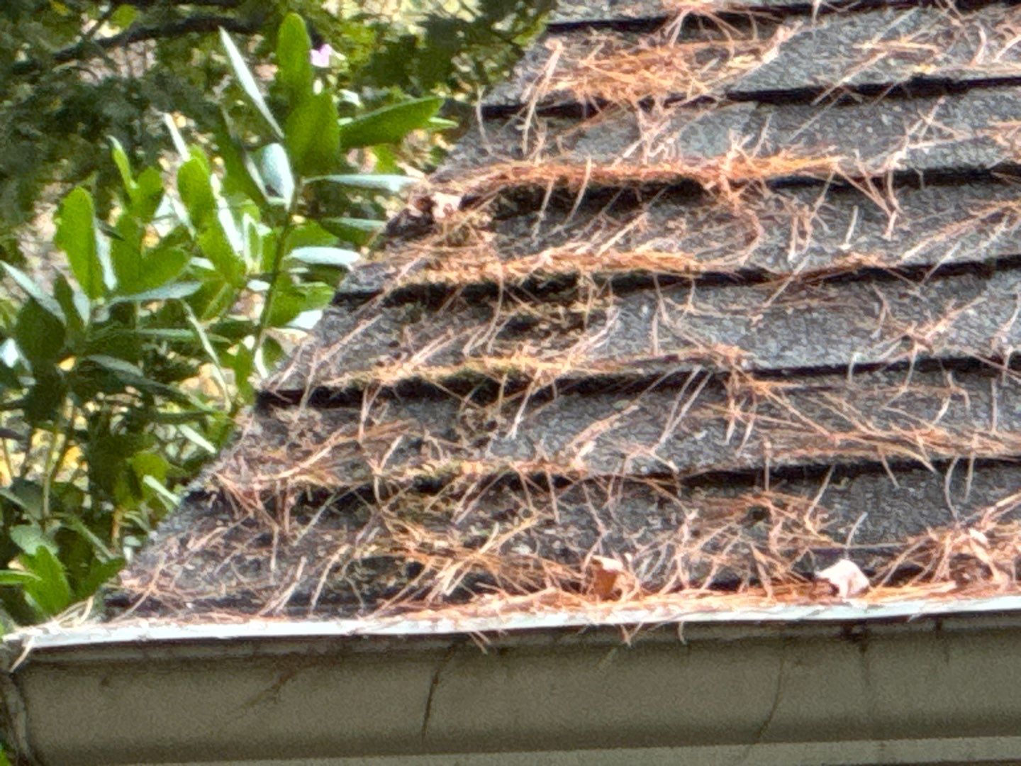 "Lightning-Fast Roof Replacement & Expert Flashing – Customer Delighted!" by Sensible Home Solutions