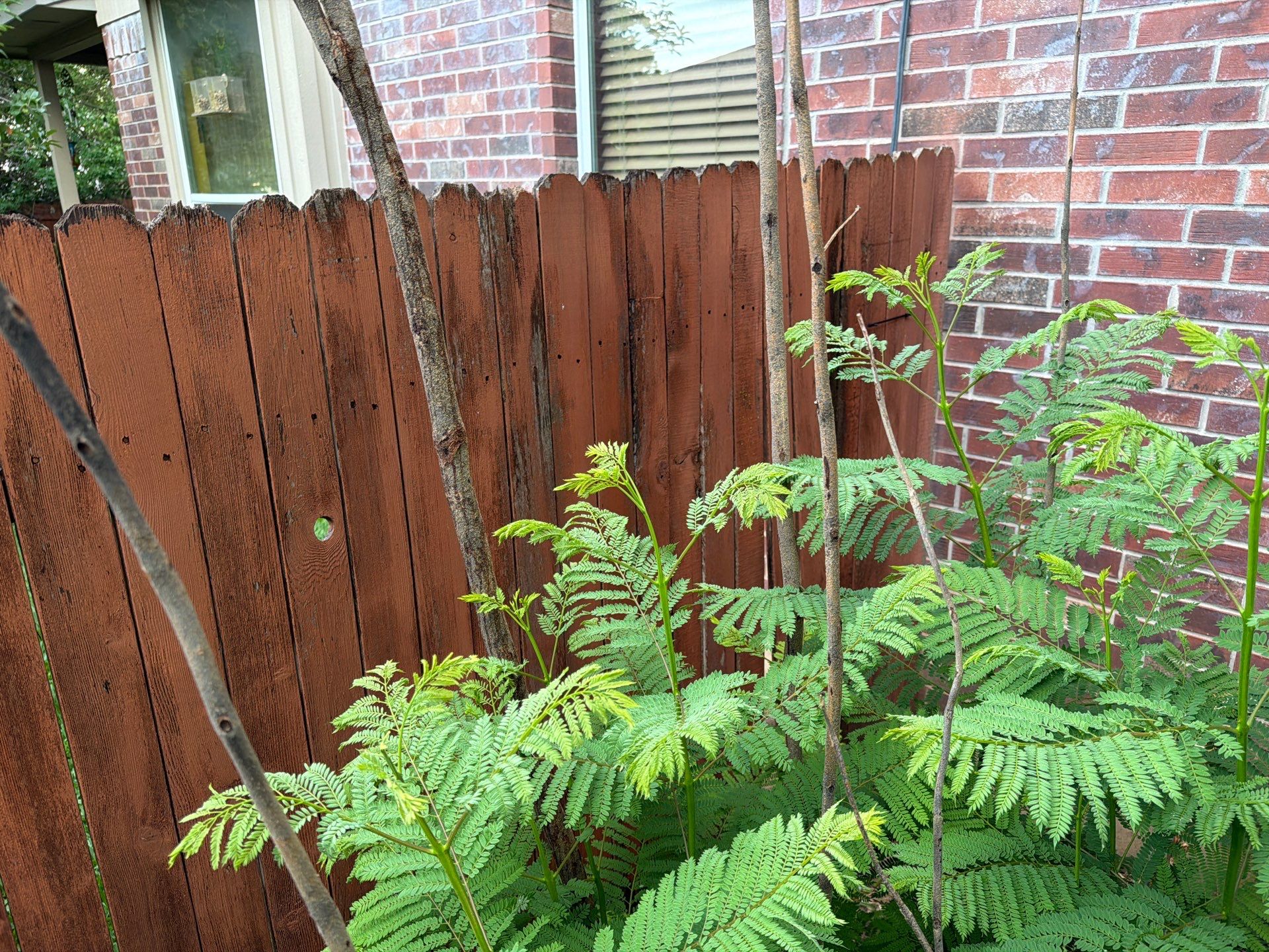 FRONT FENCE TRANSFORMATION! by Rhino Home Care