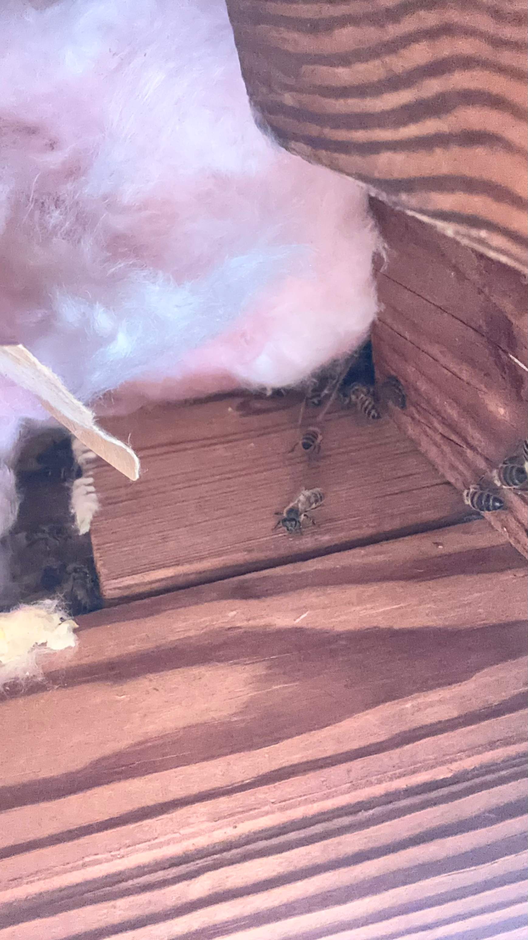 Unsealed Attic by Rockwall Honey Bee Company