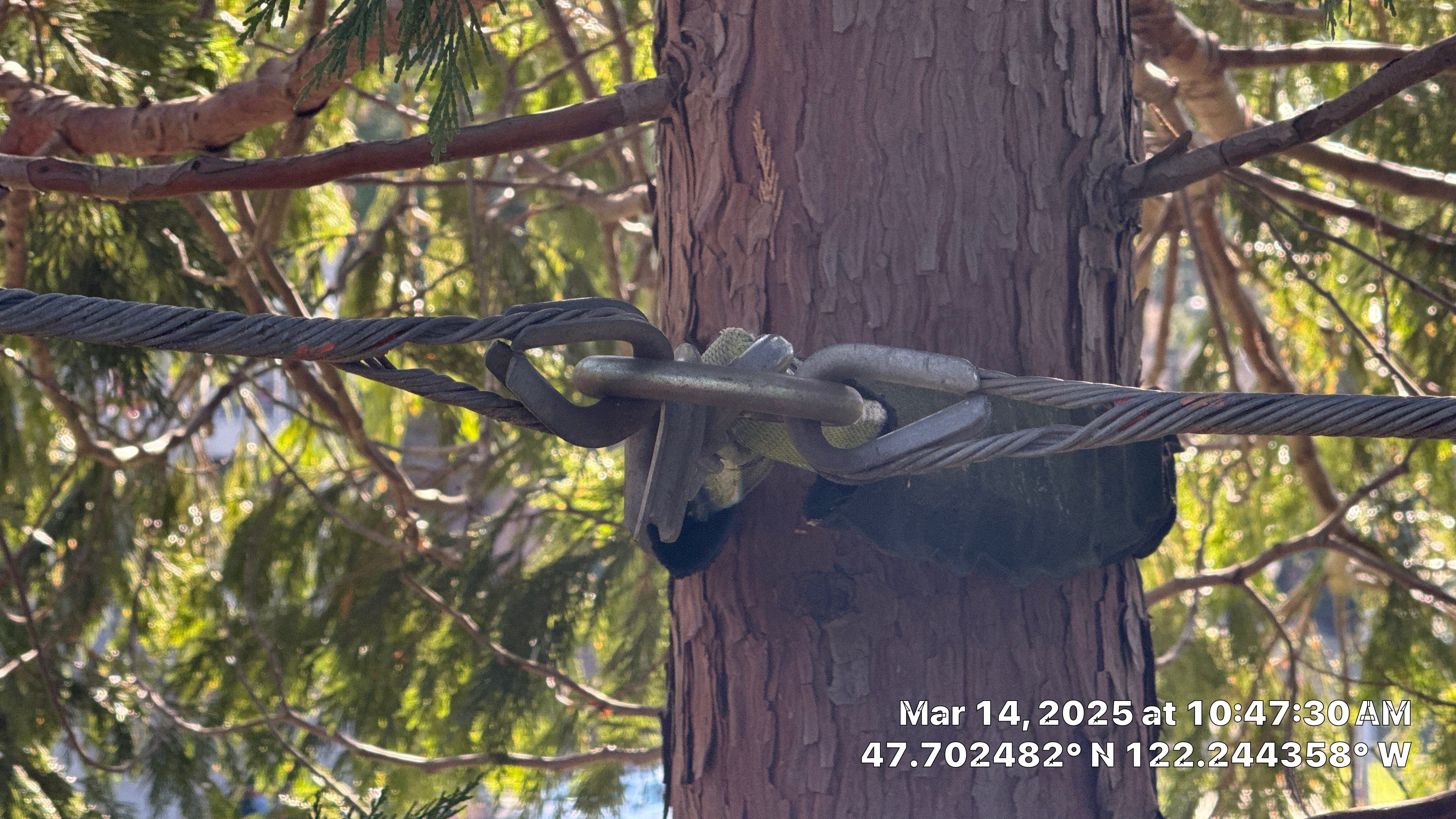 🧾 Tree Support System Assessment & Landmark Tree Risk Report – Holmes Point, Kirkland, WA by Sound Tree Care LLC
