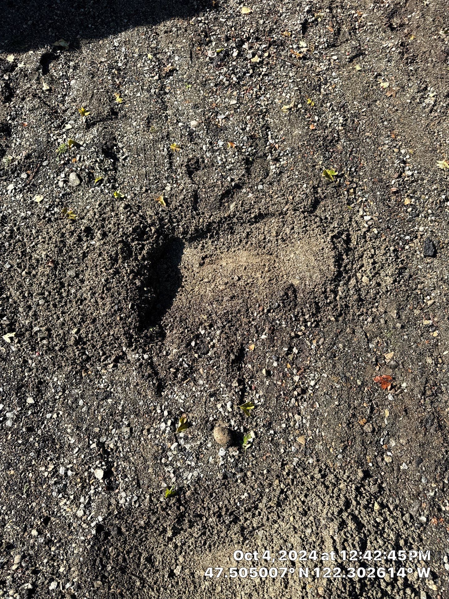 Asphalt Driveway Installation | Seattle  by Jireh Asphalt & Concrete Inc 