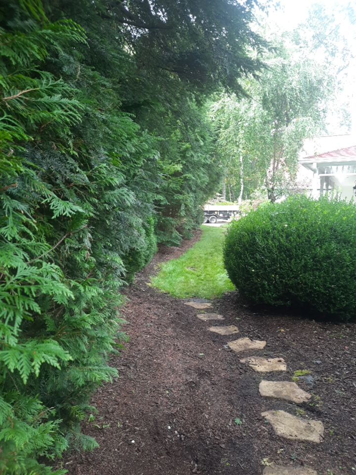 Tree Trimming using Tree Pruing by Mike Jones & Sons Tree Service LLC 