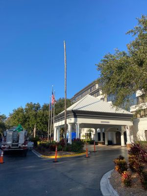 Marriott Hotel | Tree Trimming & Removal