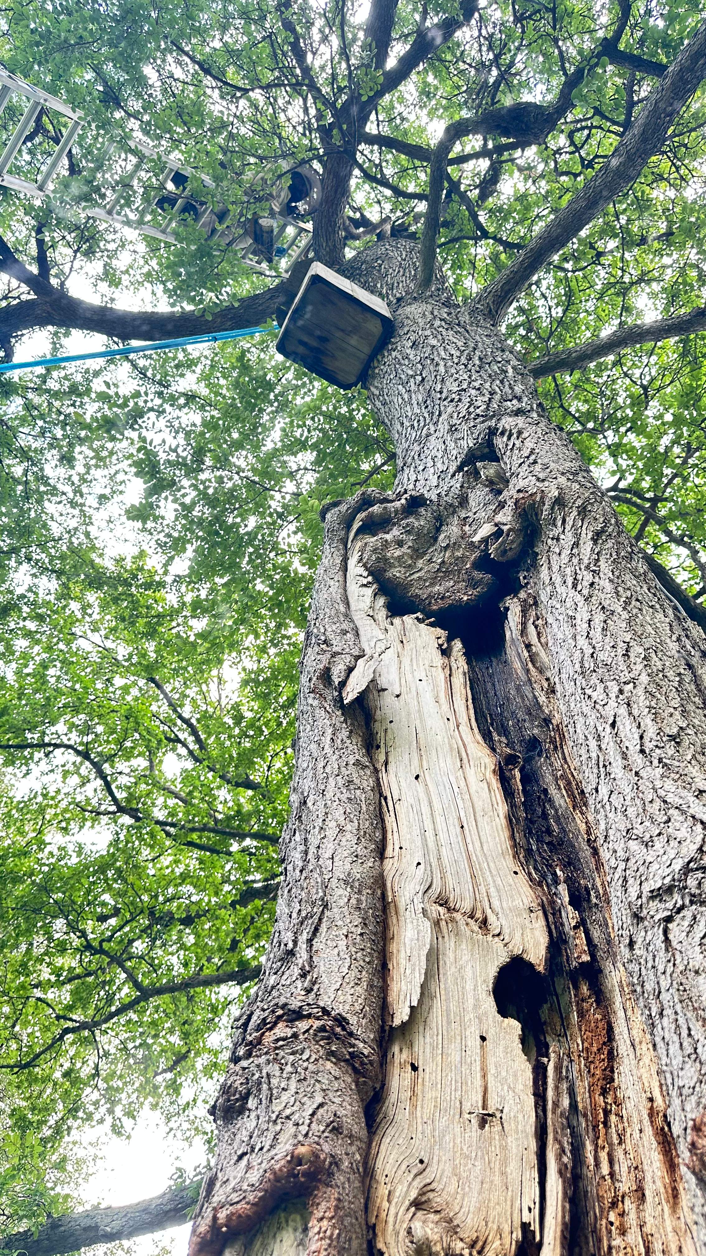 Tollway Tree by Rockwall Honey Bee Company