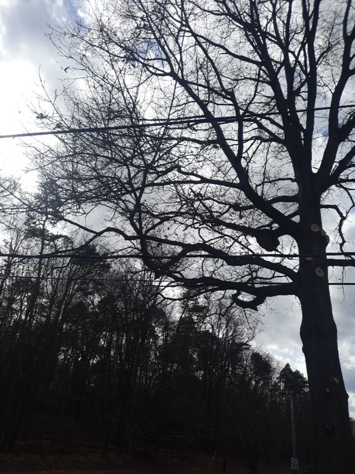 Tree Trimming using Tree Pruing by Mike Jones & Sons Tree Service LLC 