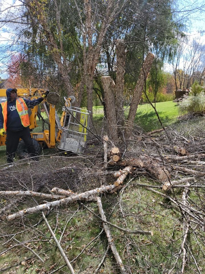 Tree Removal using Tree Removal by Mike Jones & Sons Tree Service LLC 